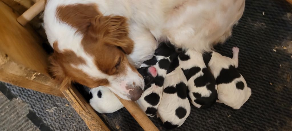 chiot Epagneul Breton De Samy-duck