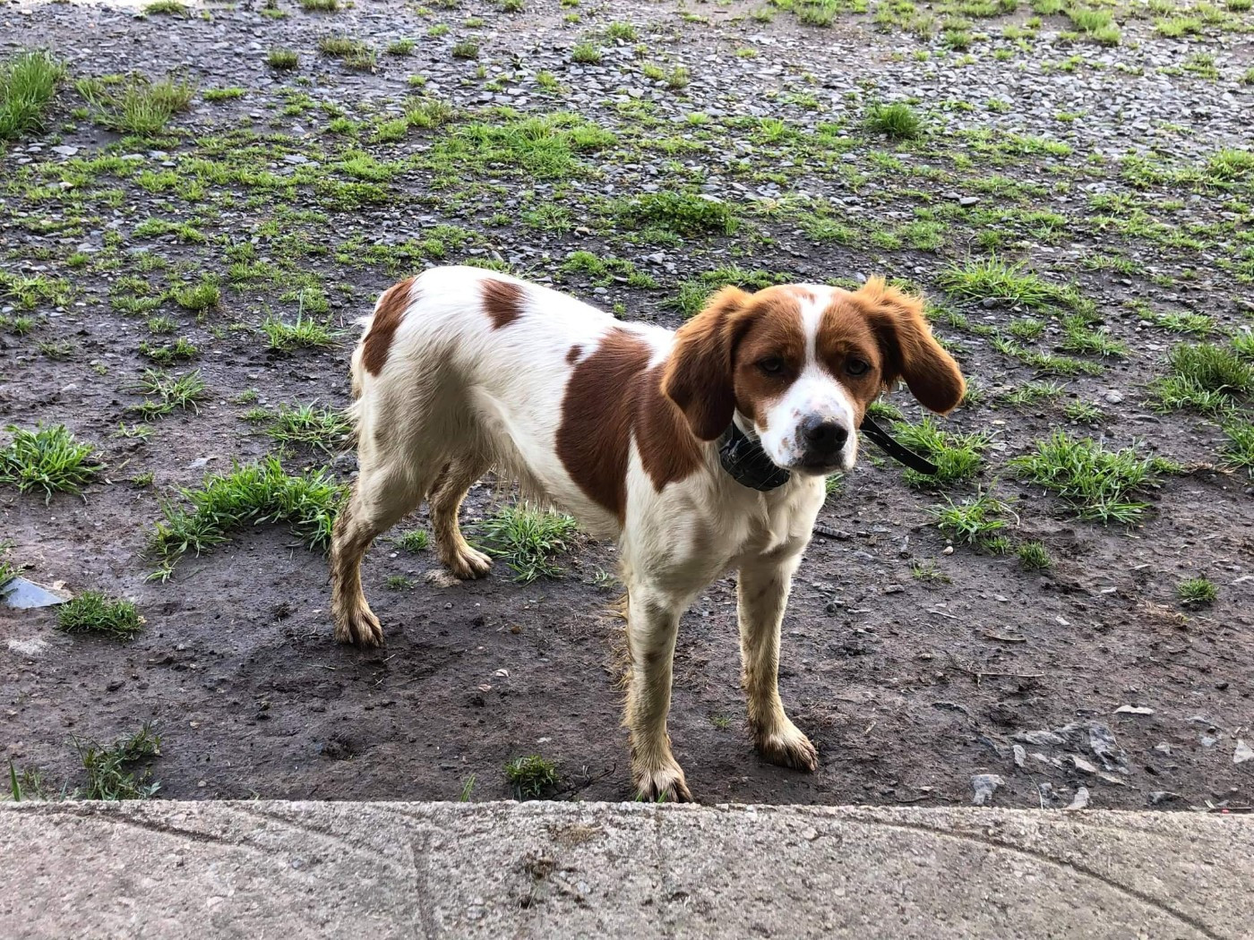 De Samy-duck - Rockett en chaleur