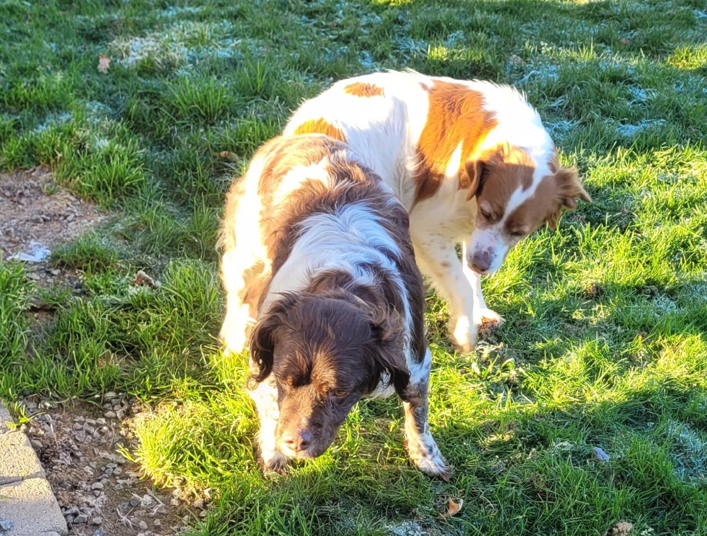 De Samy-duck - Saillie Rockett