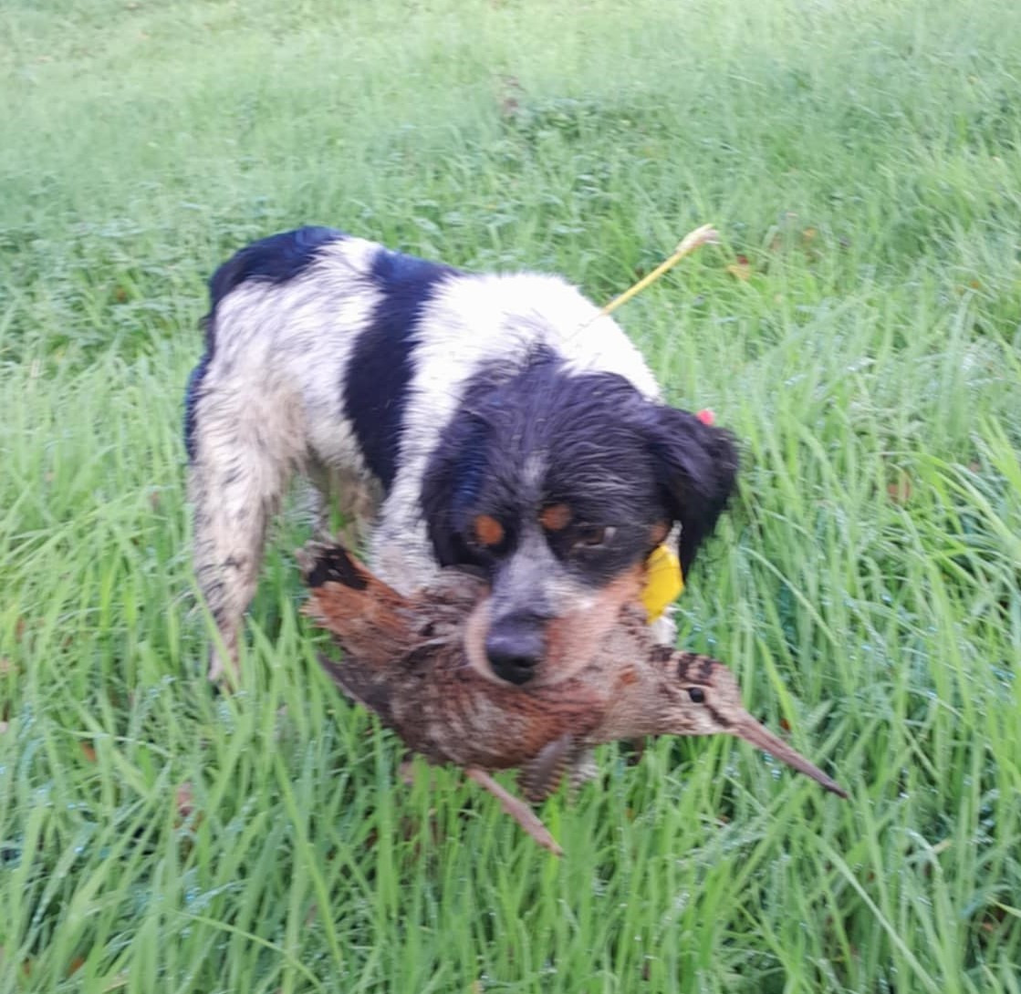 De Samy-duck - Uxie de Samy-Duck en chaleur