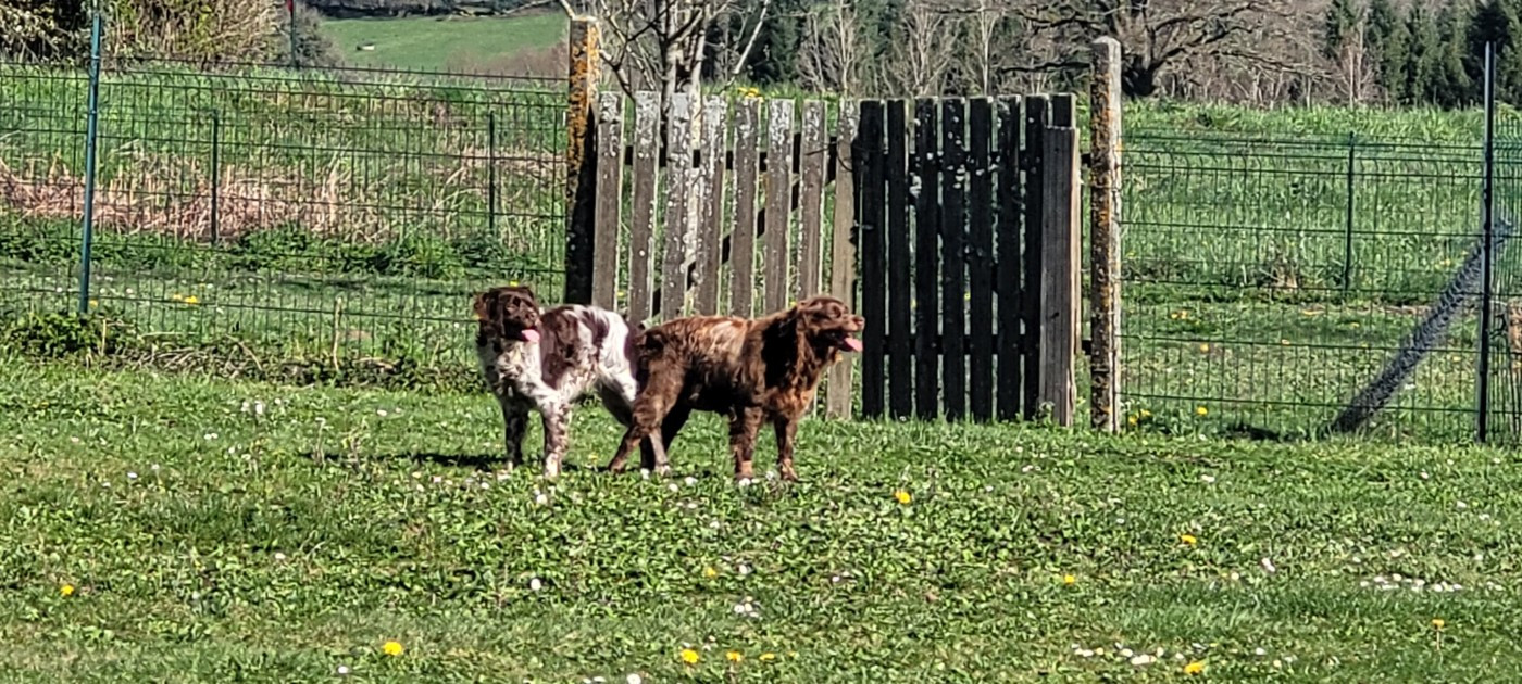 De Samy-duck - Saillie Opale