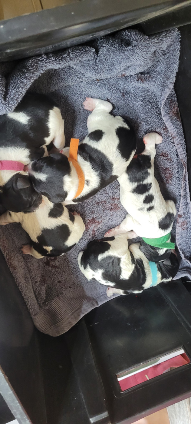 Chiot Epagneul Breton De Samy-duck