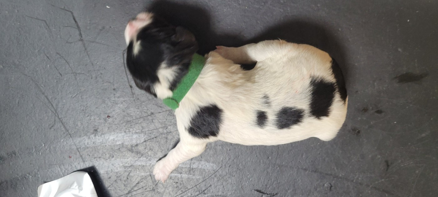 De Samy-duck - Chiots disponibles - Epagneul Breton