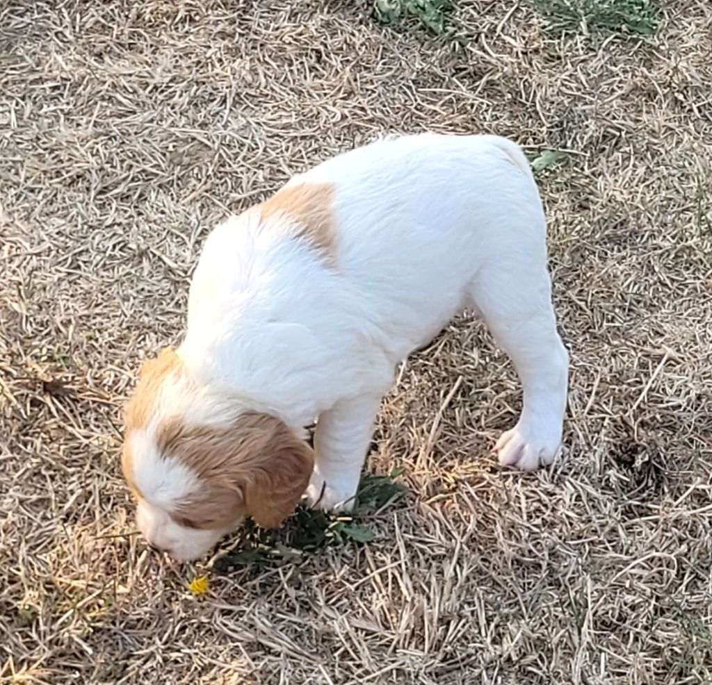 De Samy-duck - Chiots disponibles - Epagneul Breton