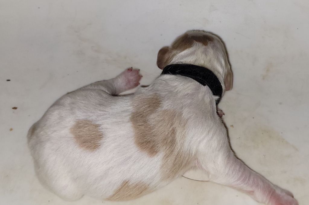 De Samy-duck - Chiots disponibles - Epagneul Breton