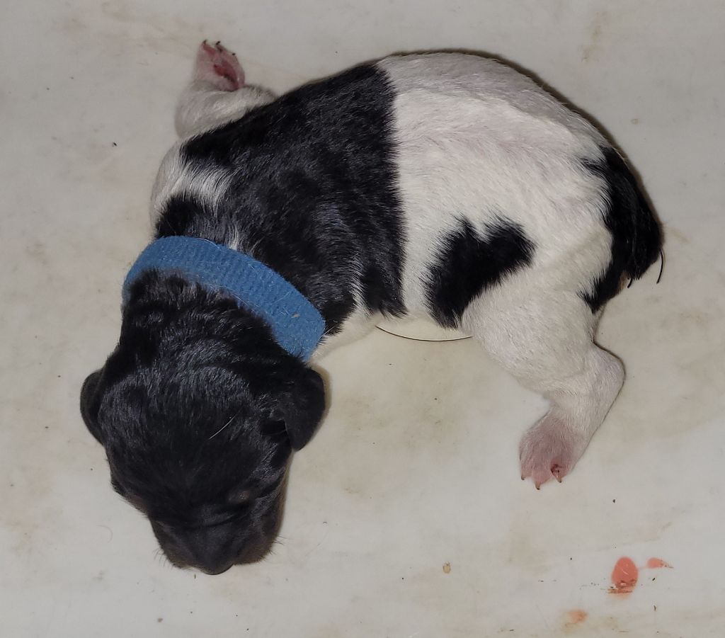 De Samy-duck - Chiots disponibles - Epagneul Breton