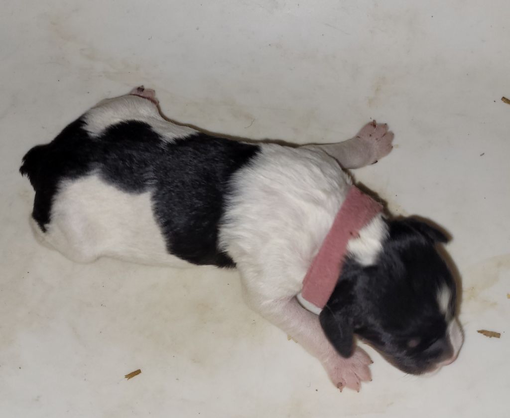 De Samy-duck - Chiots disponibles - Epagneul Breton