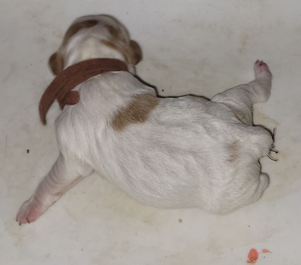 De Samy-duck - Chiots disponibles - Epagneul Breton